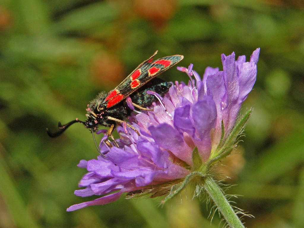 Zygaena carniolica? - Zygaena (Agrumenia) carniolica